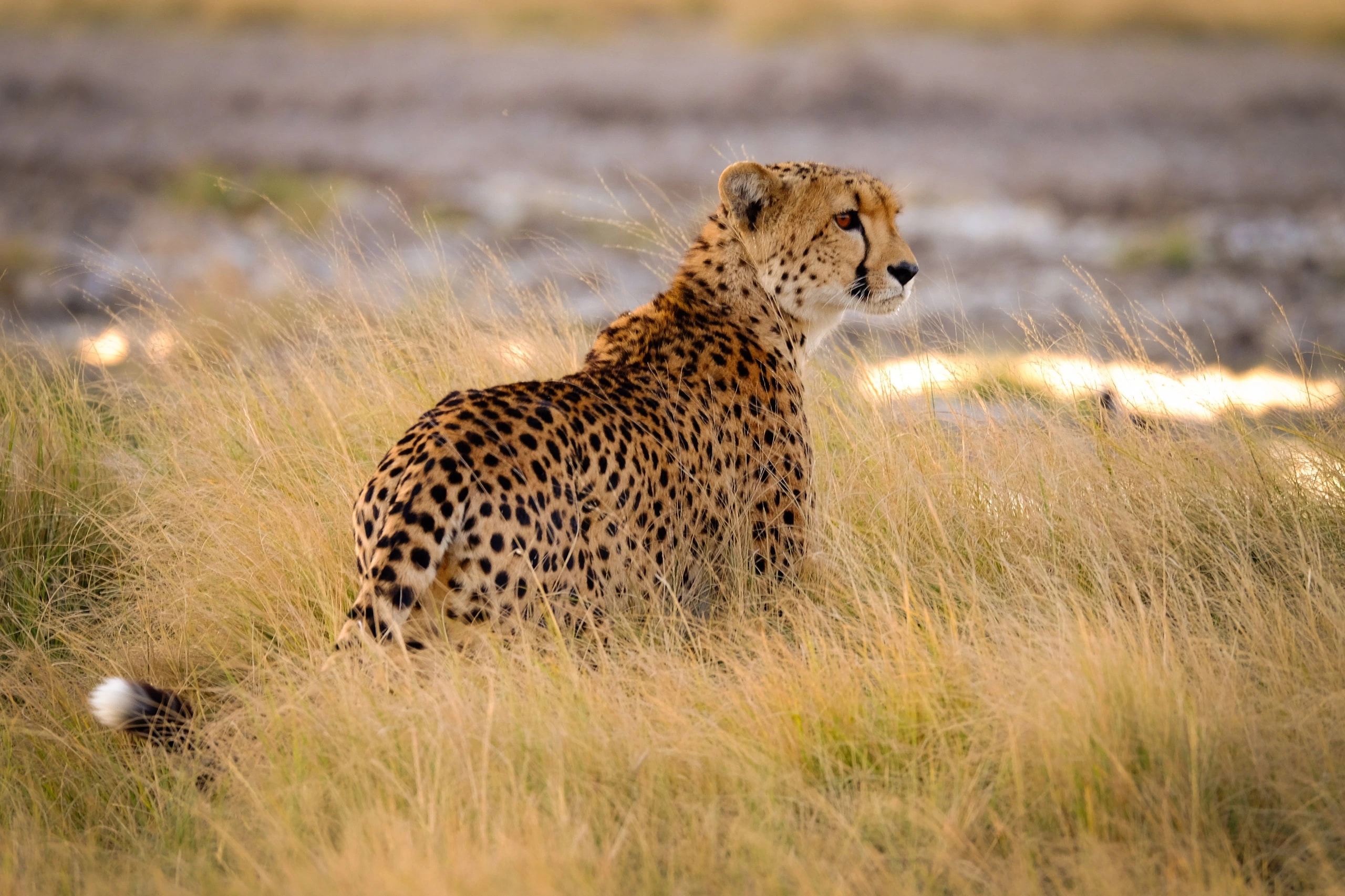 Central Kalahari