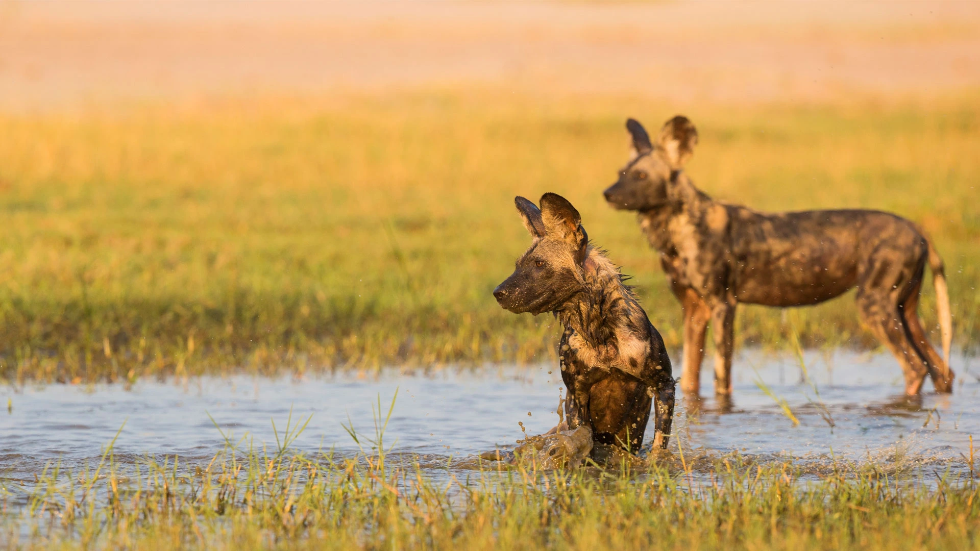 Hwange National Park