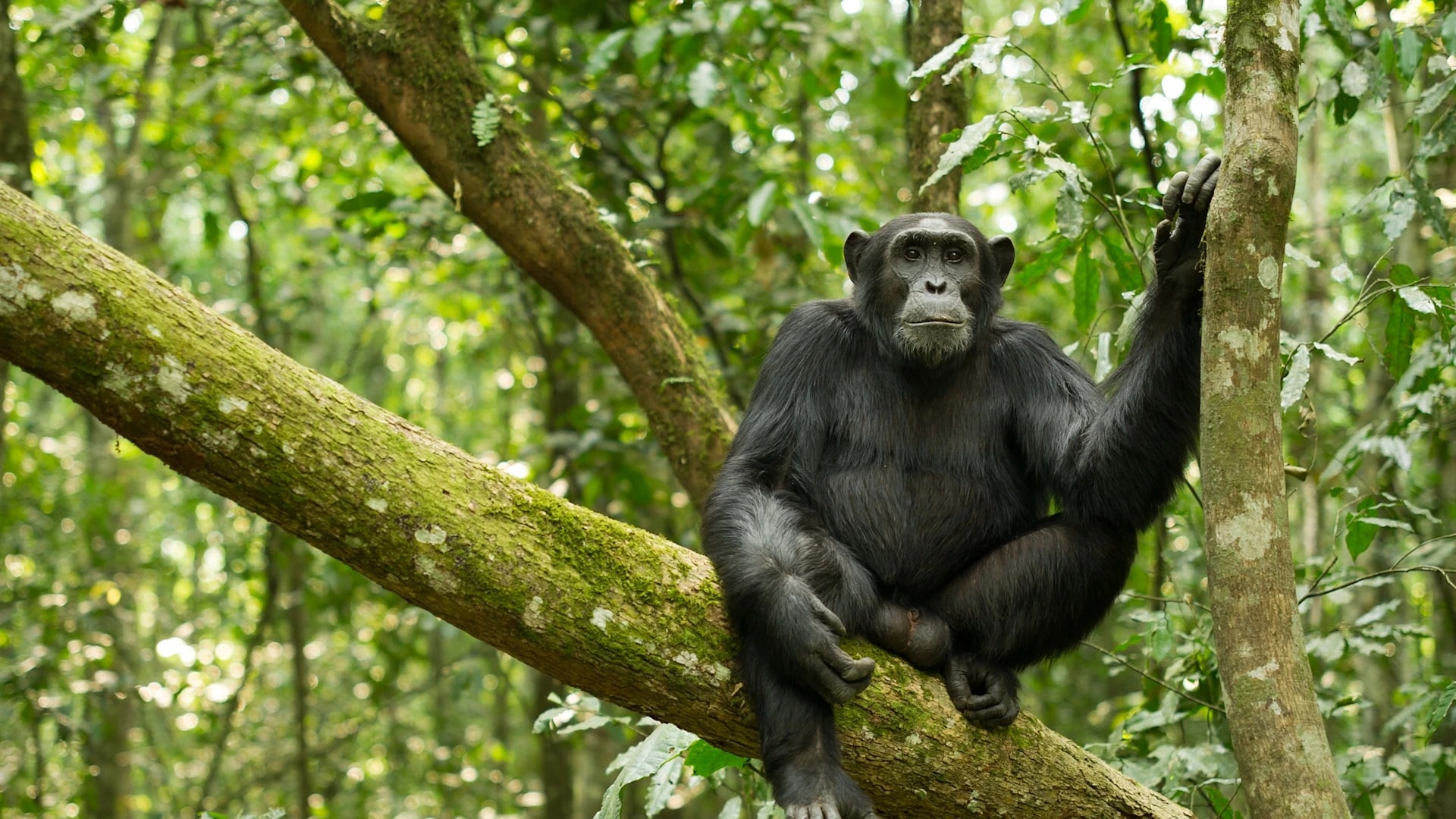 Kibale Forest