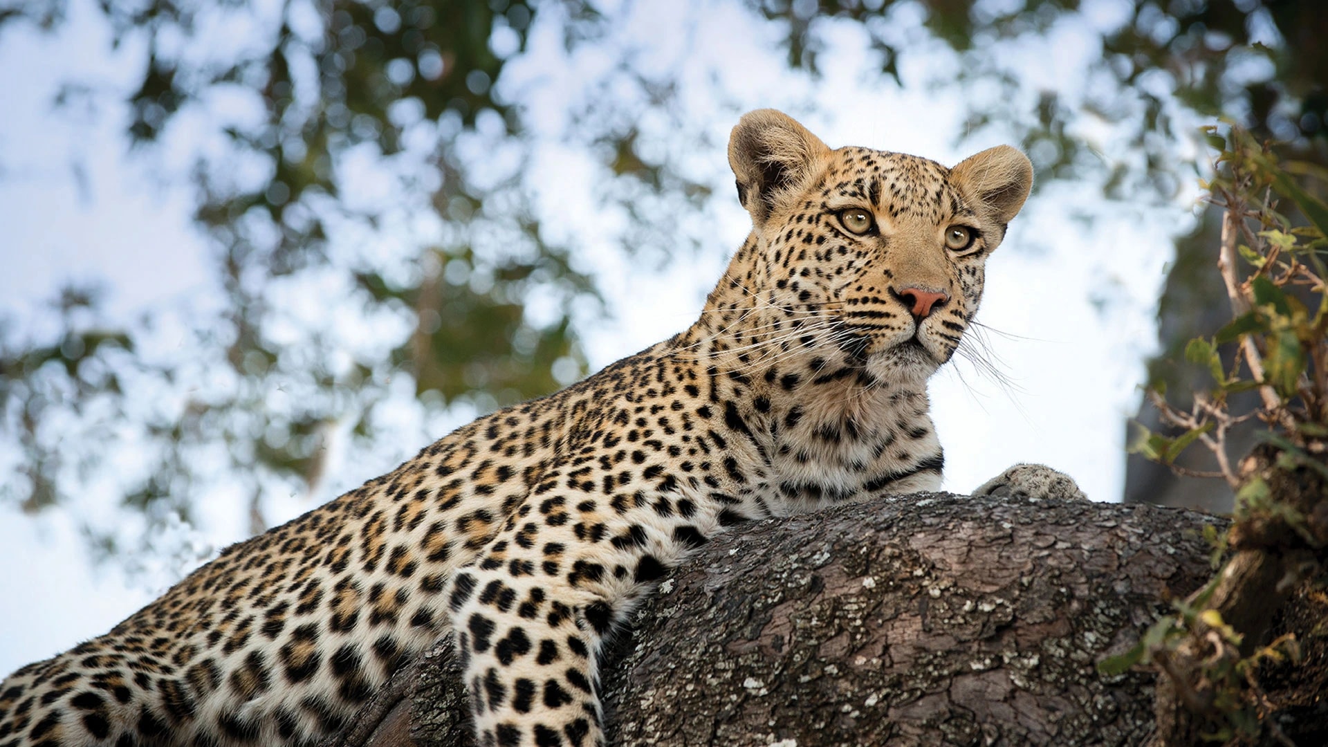 Moremi Game Reserve
