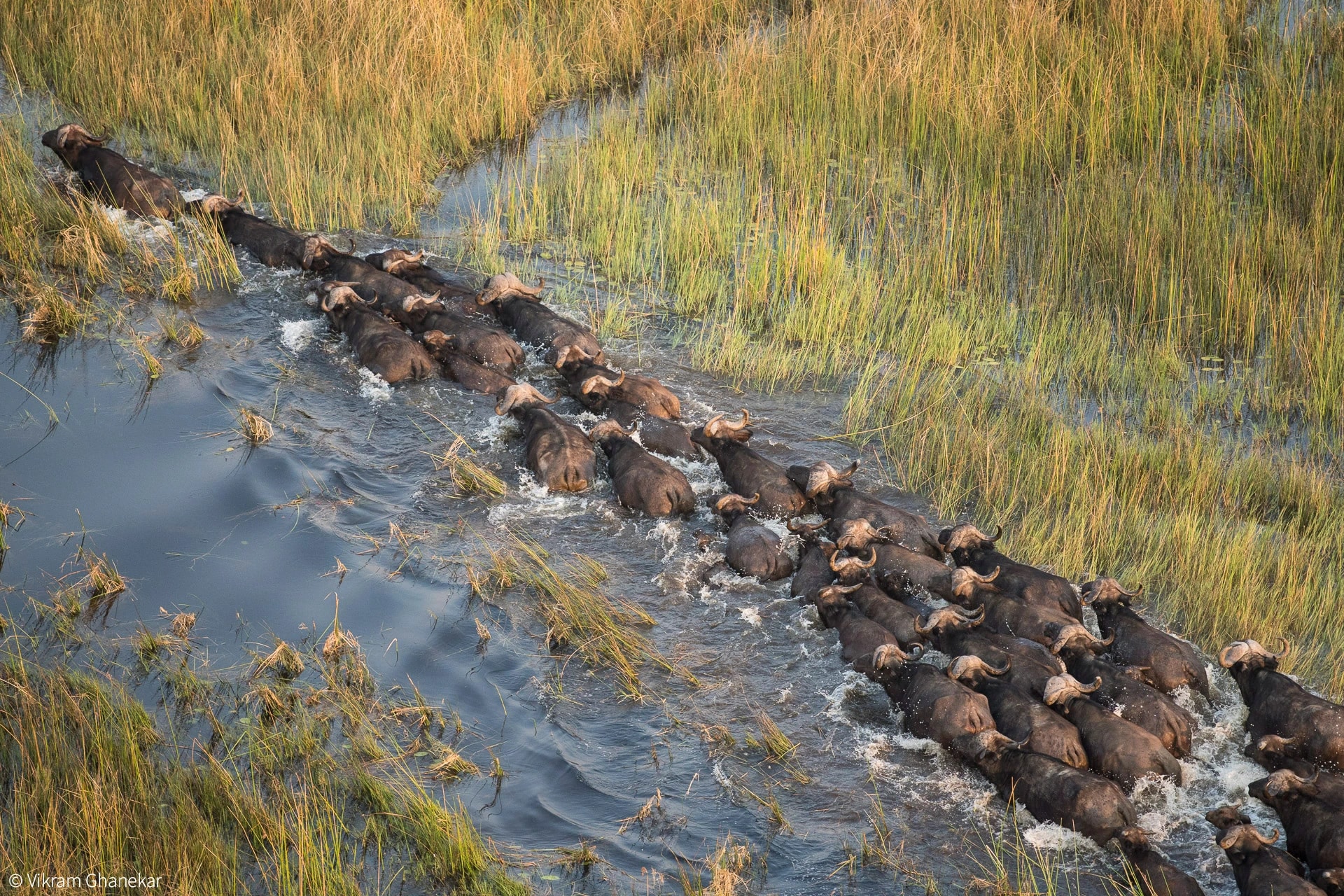 Okavango Delta