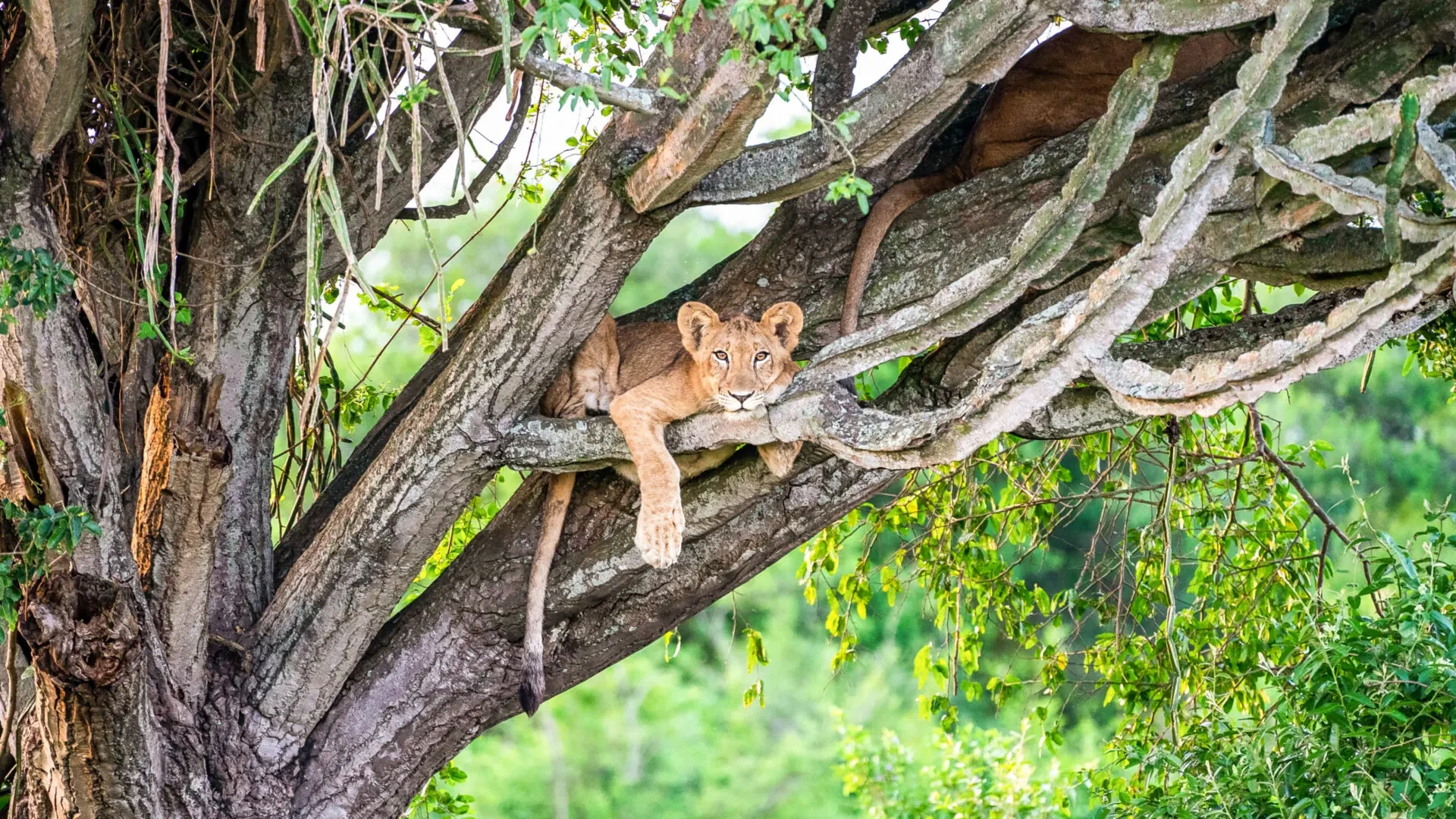 Queen Elizabeth National Park