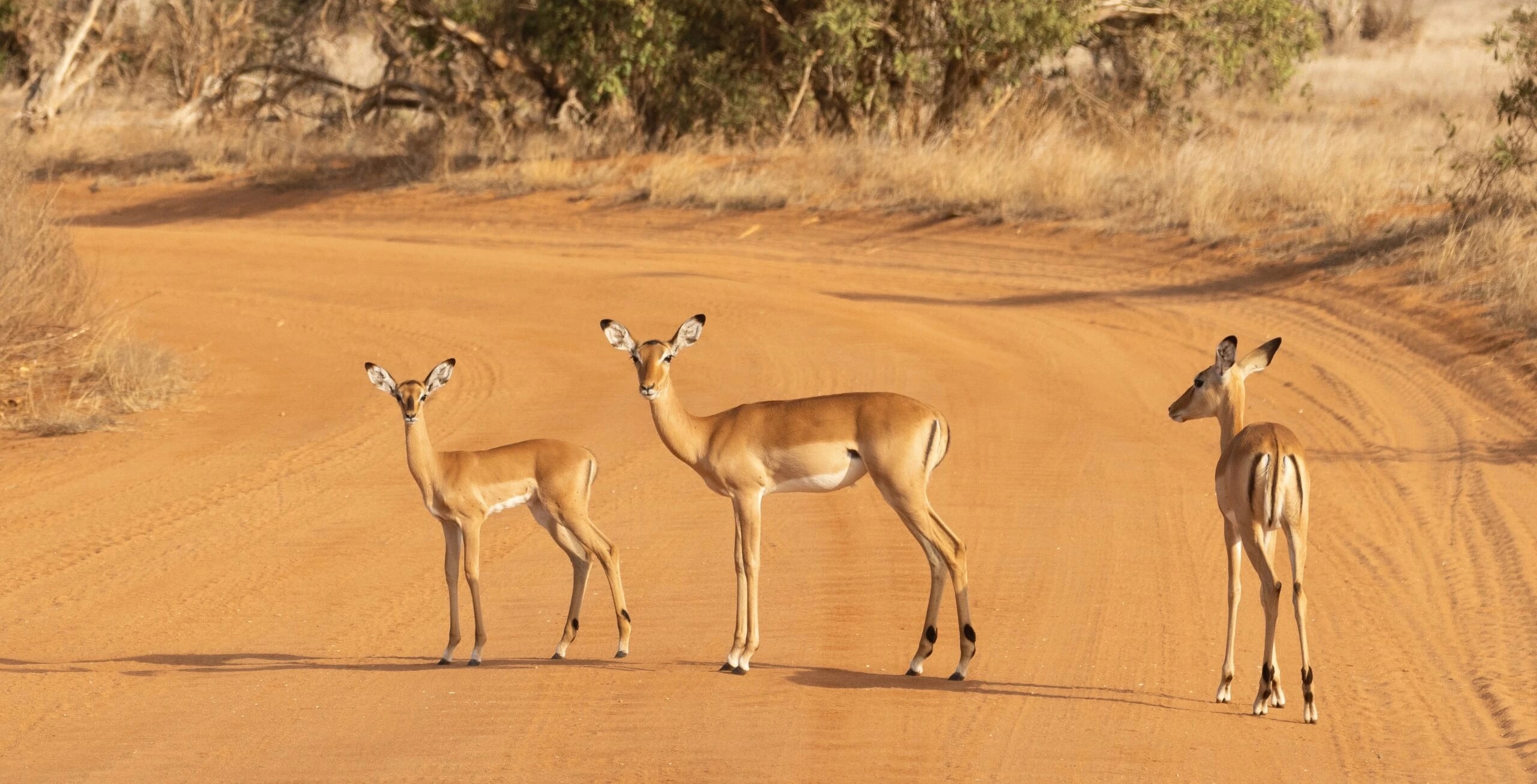 Tsavo National Parks