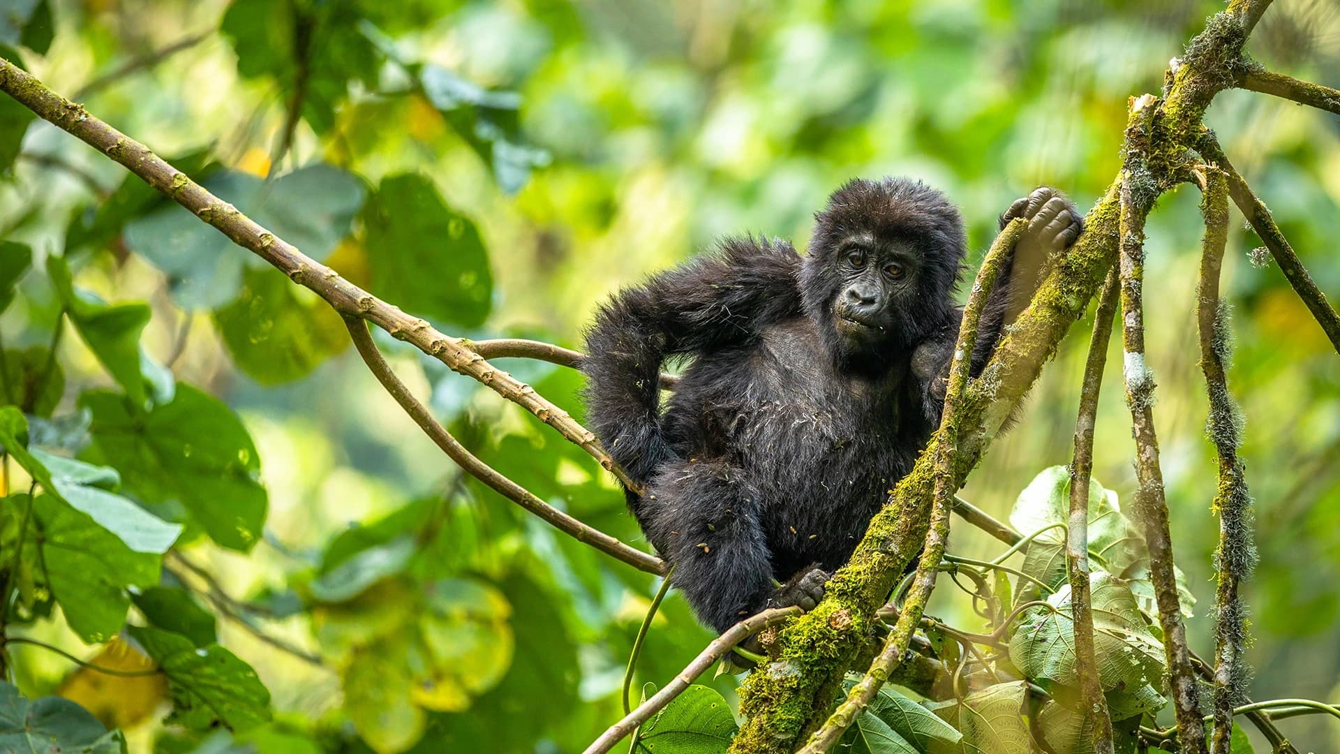 Rwanda safari landscape