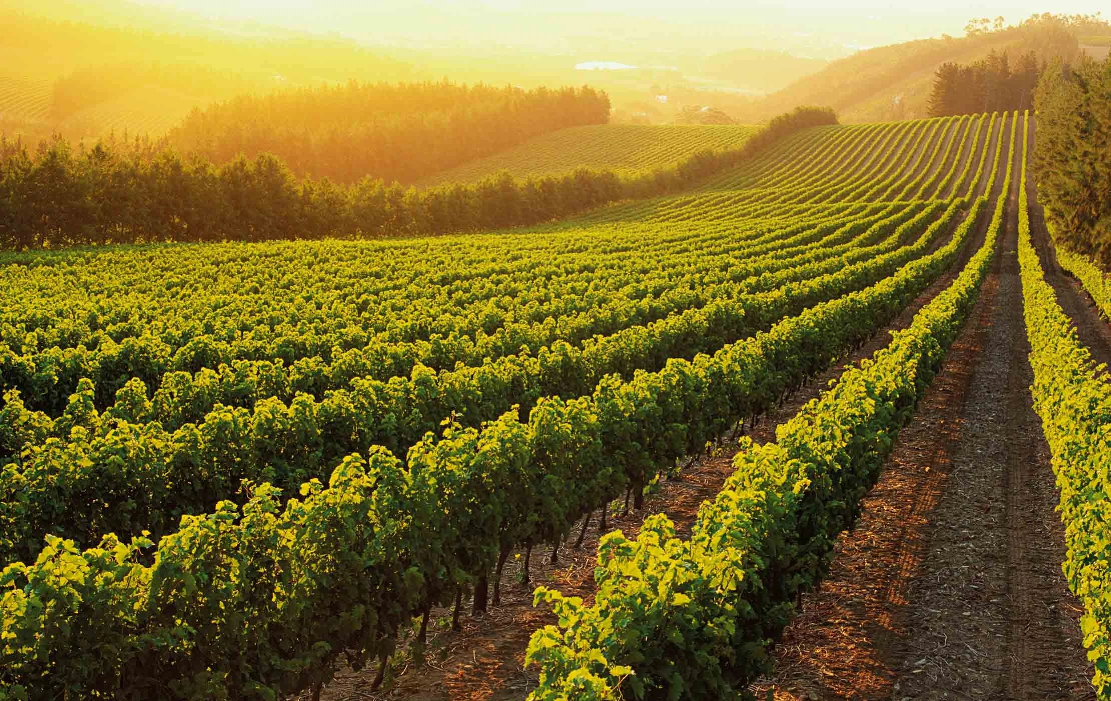 Cape Winelands