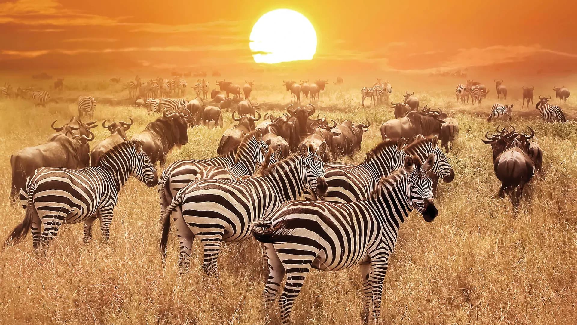 zebra at sunset in the serengeti national park tanzania shutterstock