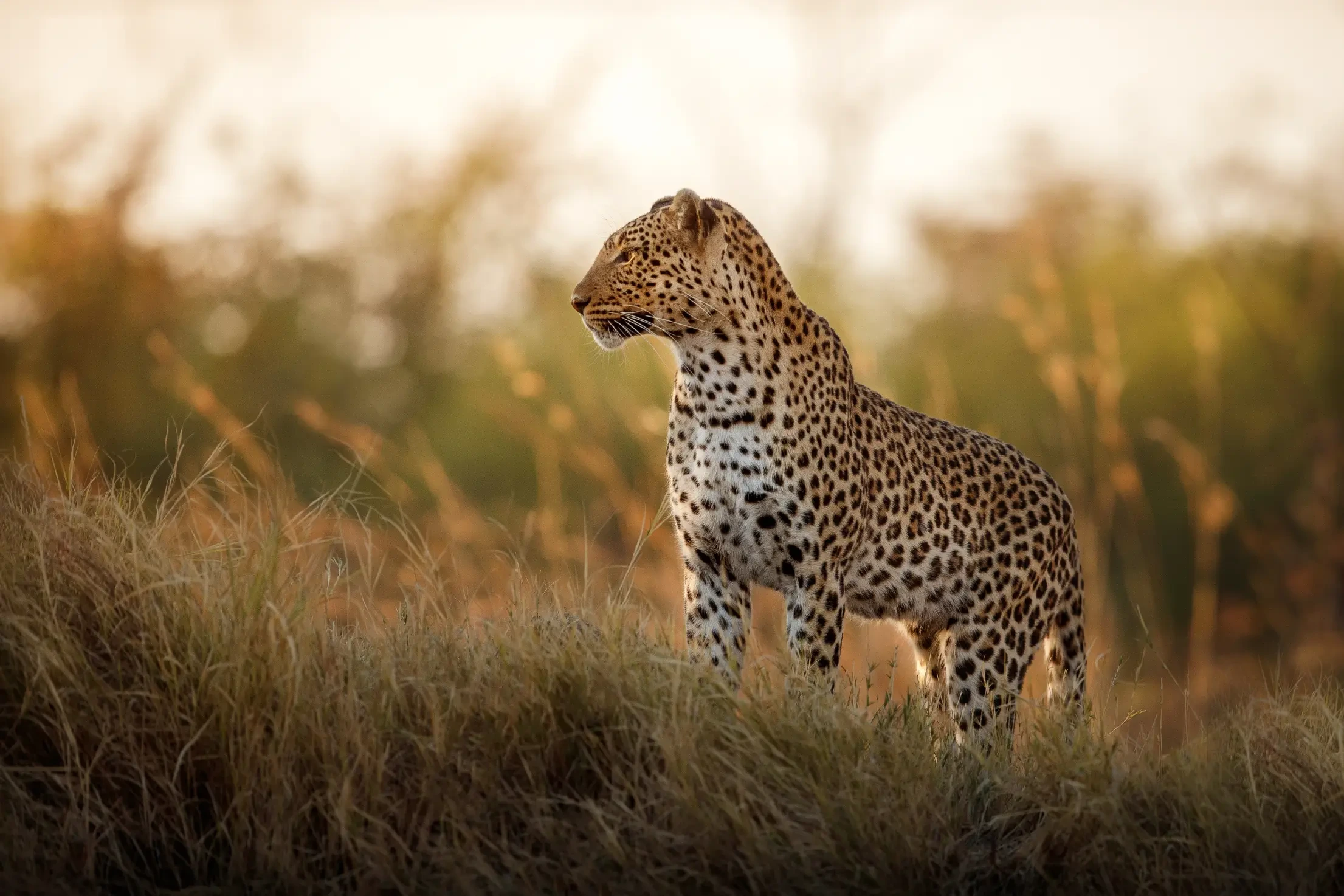 Kenya Coast & Safari Escape