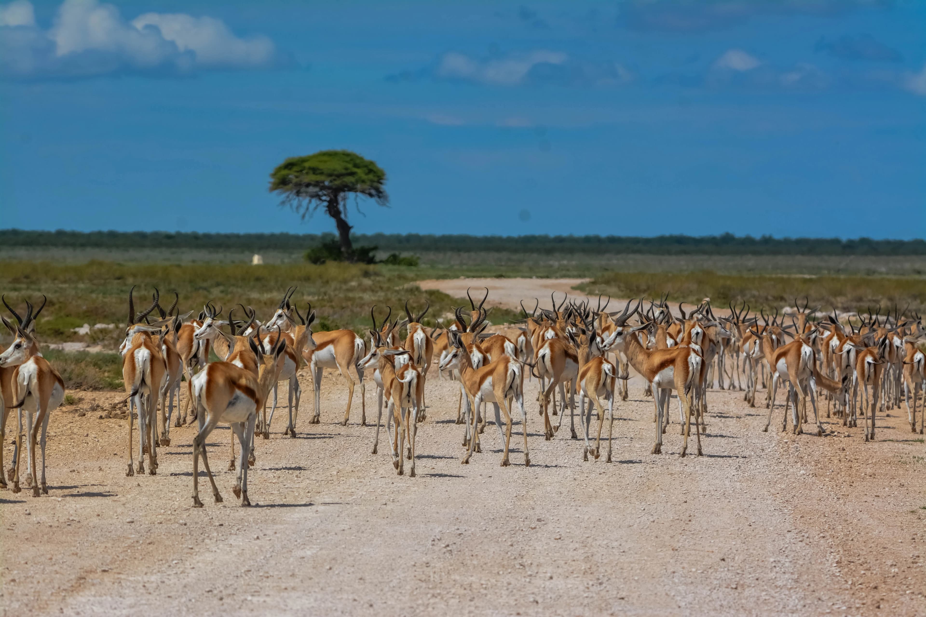 Springbok Scene. canvas