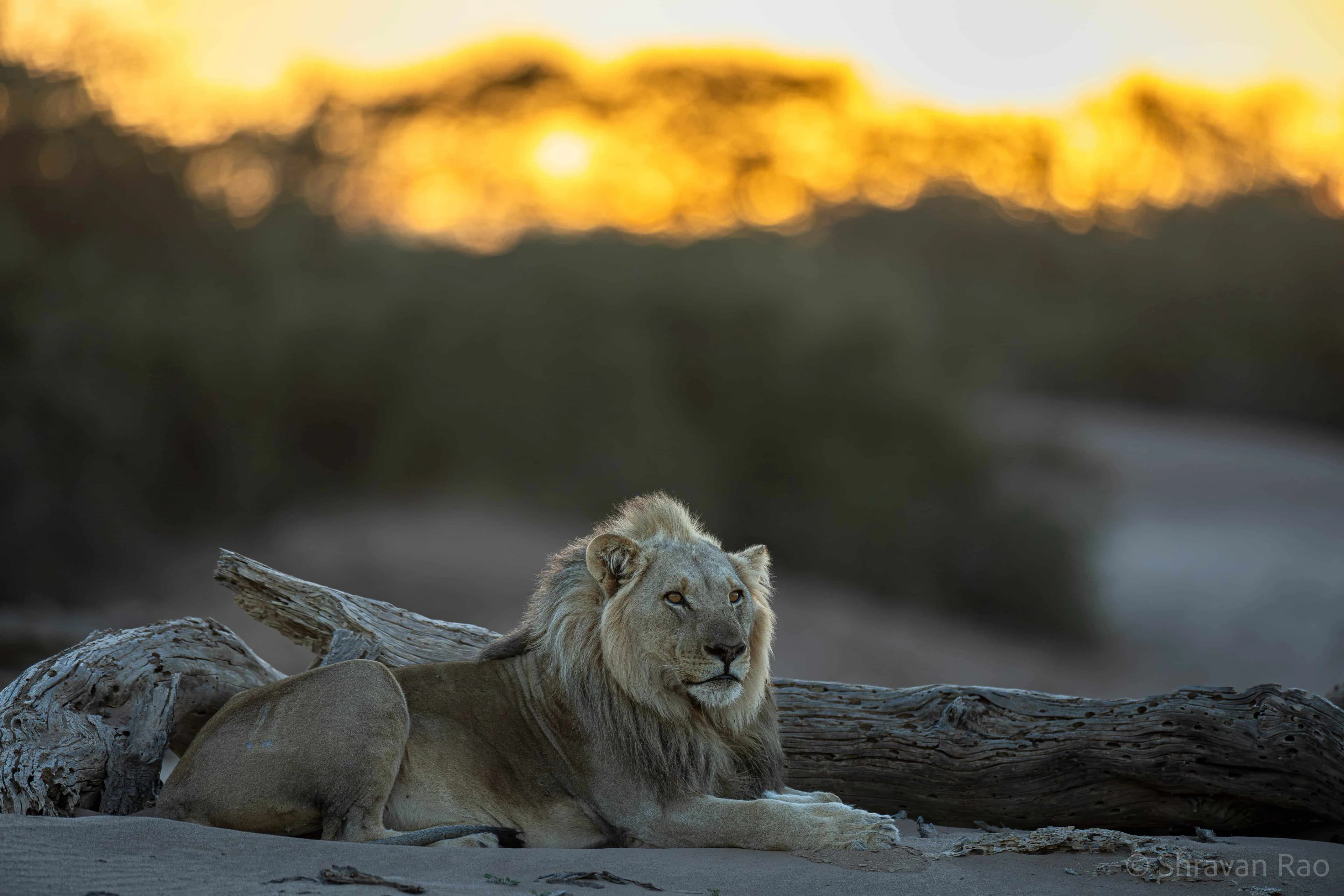 Hoanib lion rest 1