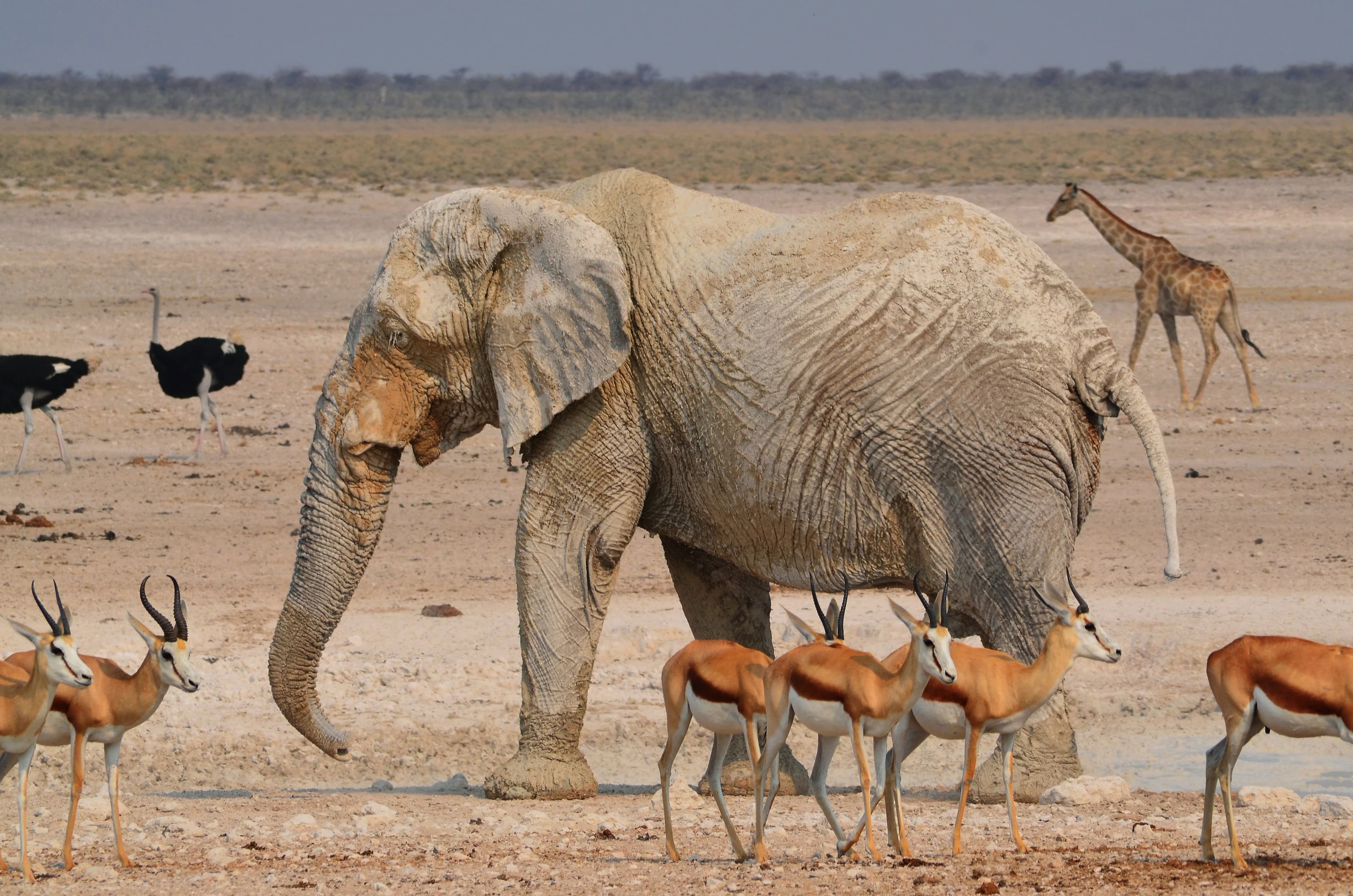 elephant etosha 8deb397db8