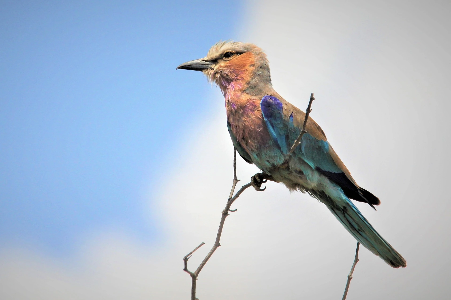 lilac breasted rolle