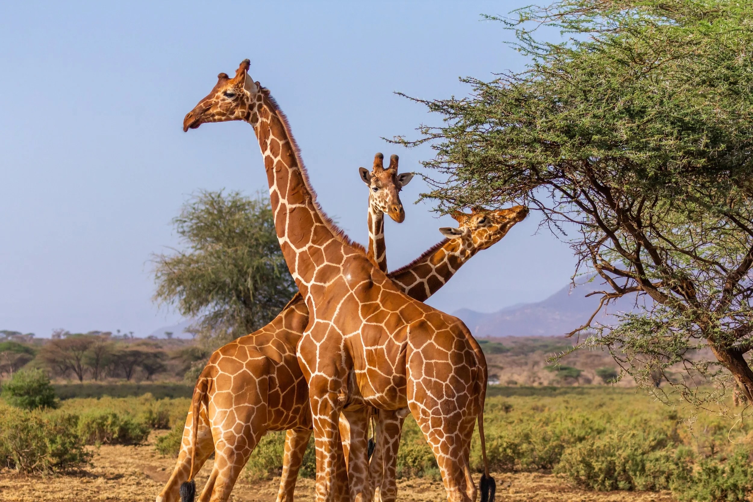 Samburu+ +iStock 1143342009
