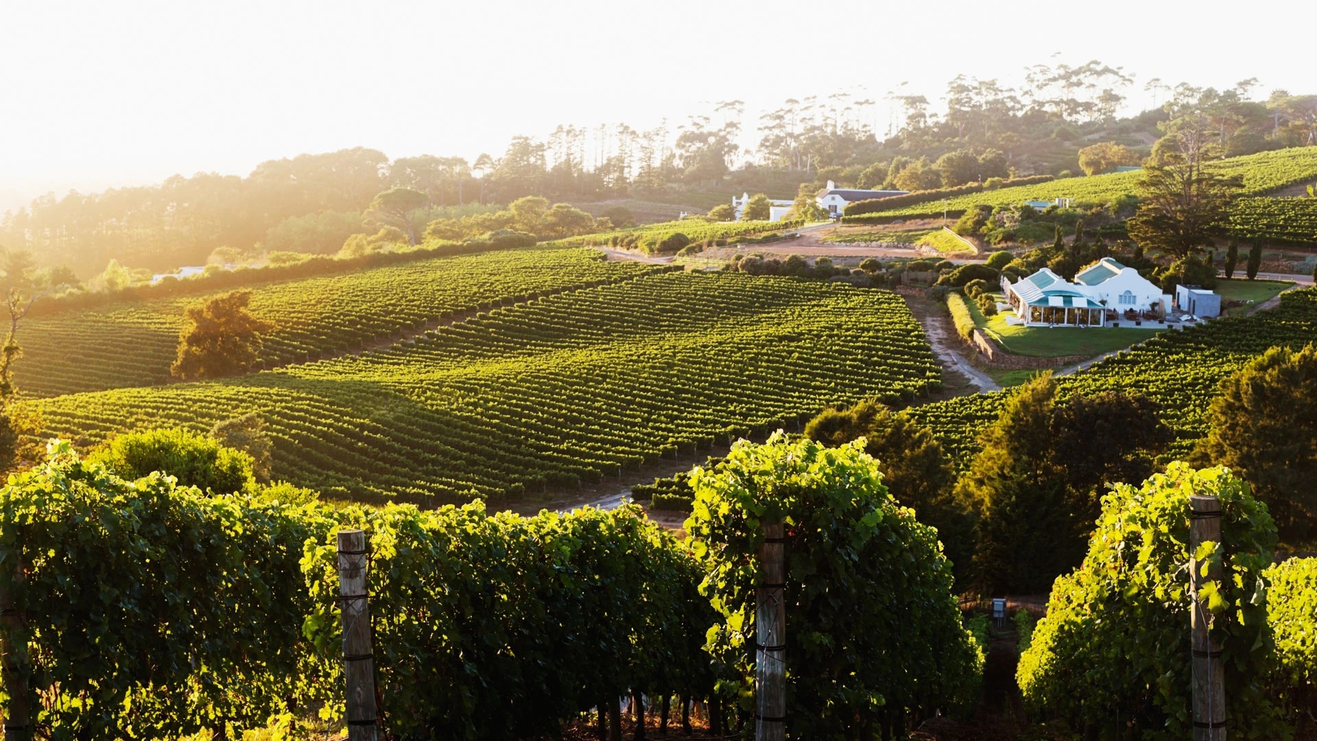 South Africa Safari & Cape Winelands