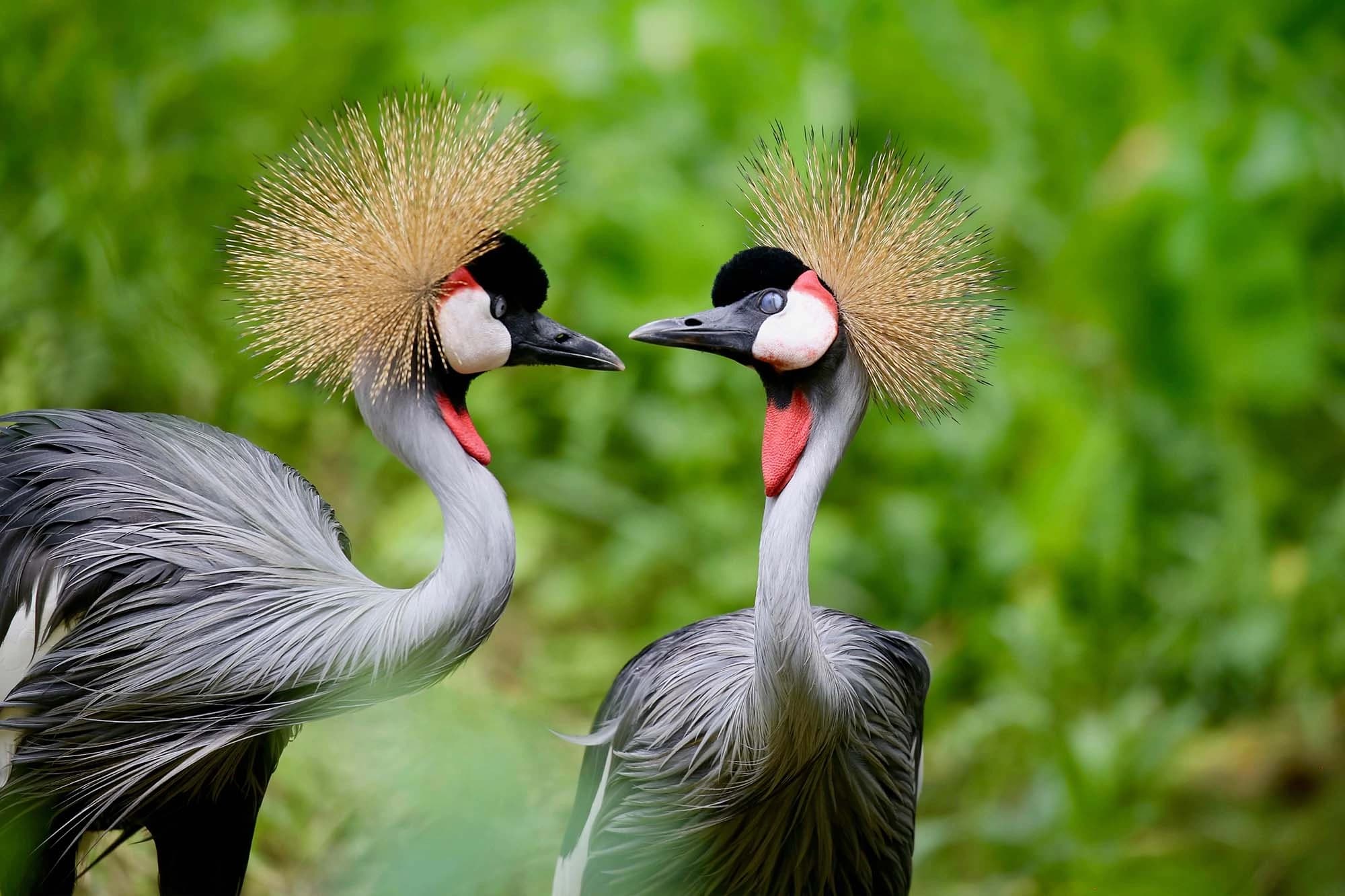 uganda cranes header