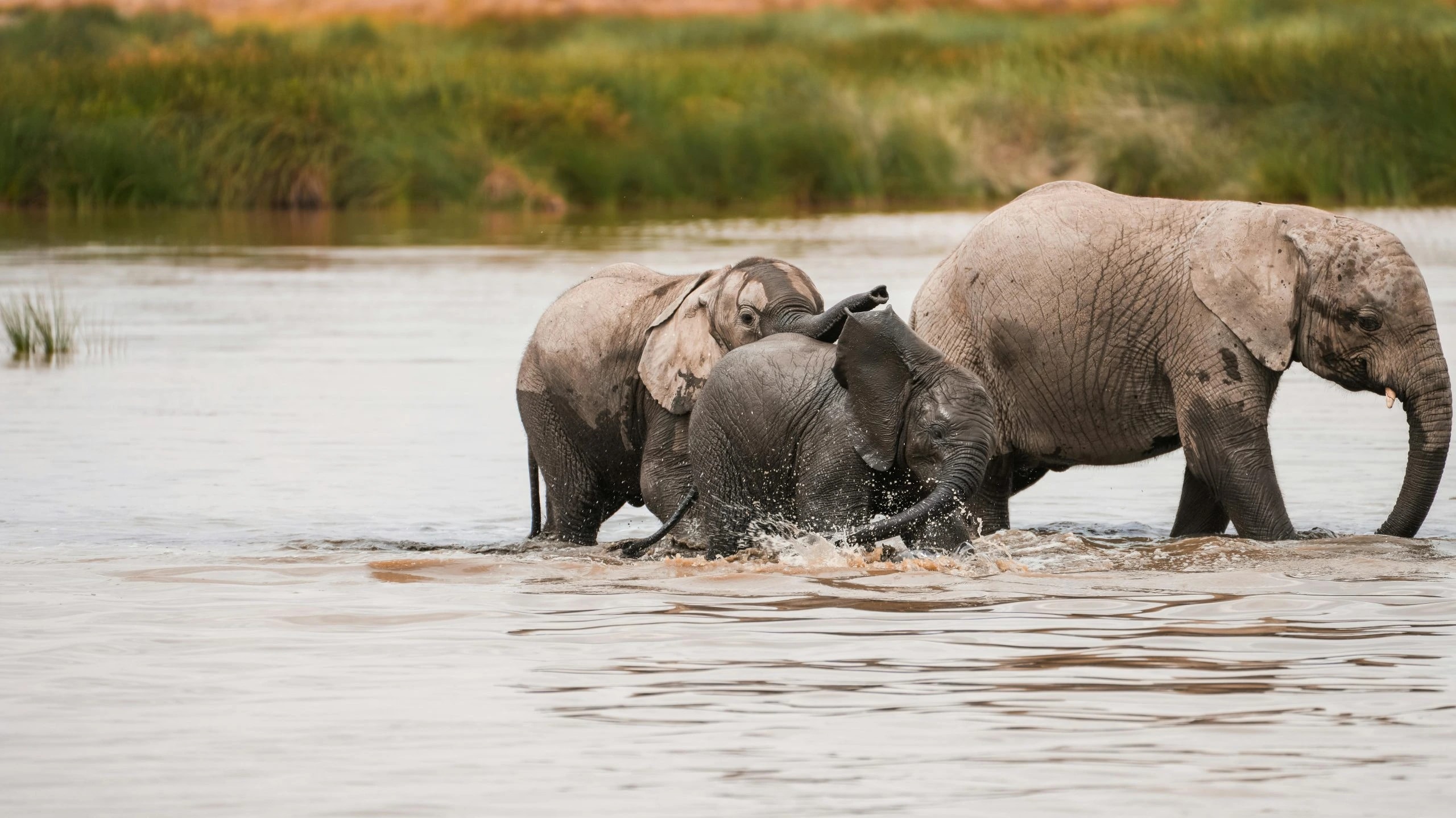 Uganda Wildlife & Cultural Encounter