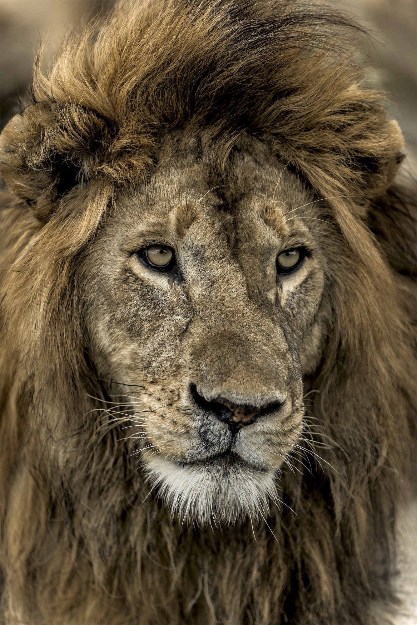 Close-up of a male lion in Serengeti National Park