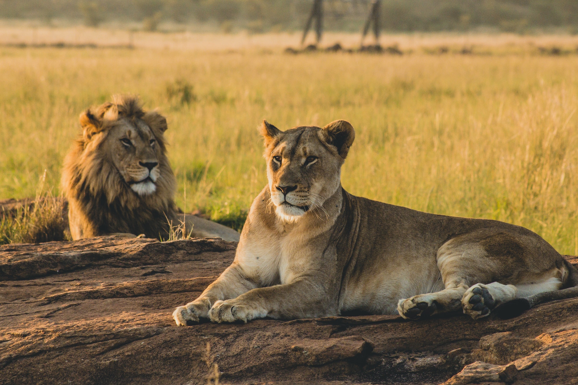 Male and female lions laying on the sand and resting
