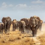 Amboseli and Tsavo Safari – 6 days