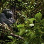 Gorilla Trekking and Wildlife Safari – 7 days