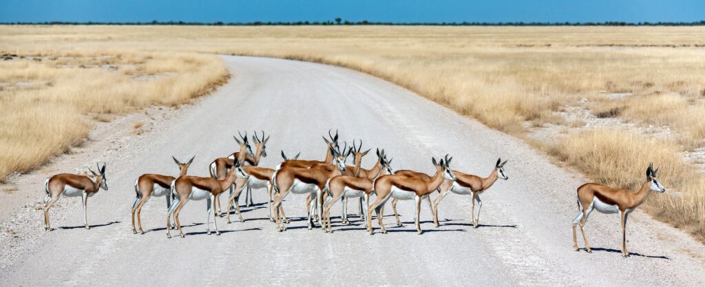 Springbok Antelopes - Etosha National Park - Namibia