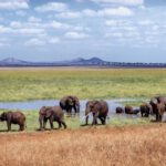 12-Day Tanzania Family Safari: A Thrilling Adventure Amidst Wildlife Splendor