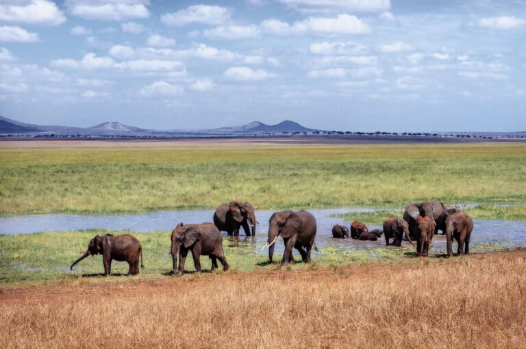 12-Day Tanzania Family Safari A Thrilling Adventure Amidst Wildlife Splendor