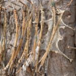 Tanzania Cultural Tour: 5-Day Heritage Journey with Worldwide Safaris
