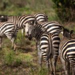 Akagera National Park