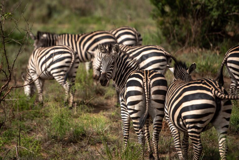 Akagera National Park