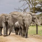 Amboseli National Park