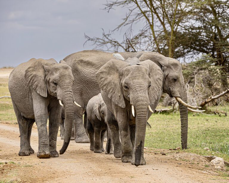 Amboseli National Park