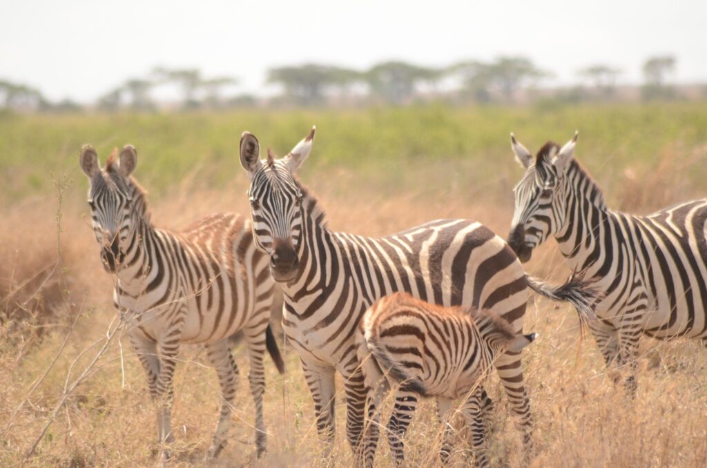 Arusha National Park