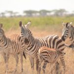 Arusha National Park
