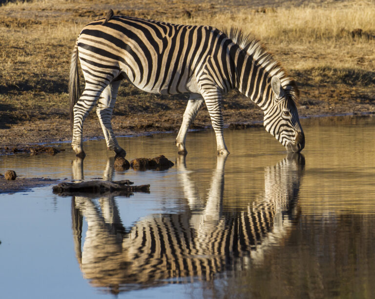 Botswana Photographic Safari – 12 days
