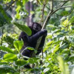 Bwindi Impenetrable National Park