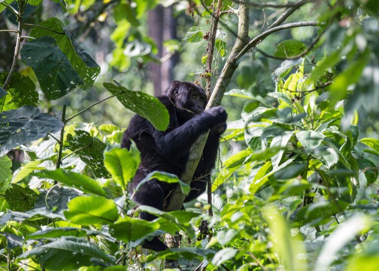 Bwindi Impenetrable National Park