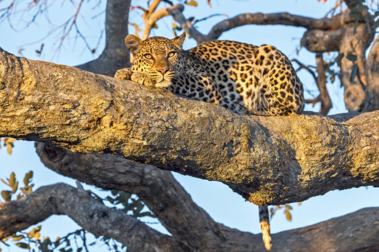Cape Town and Kruger National Park Highlights – 10 days