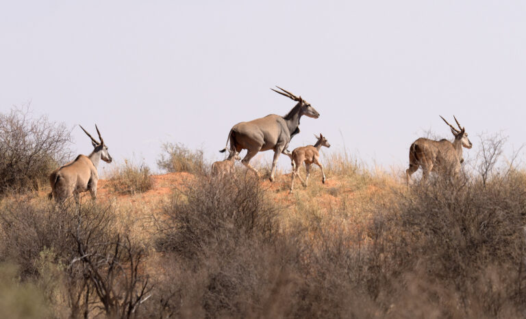 Central Kalahari Game Reserve Exploration – 6 days