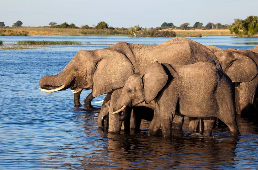 Chobe National Park