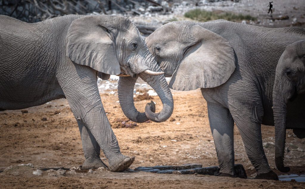 Etosha National Park