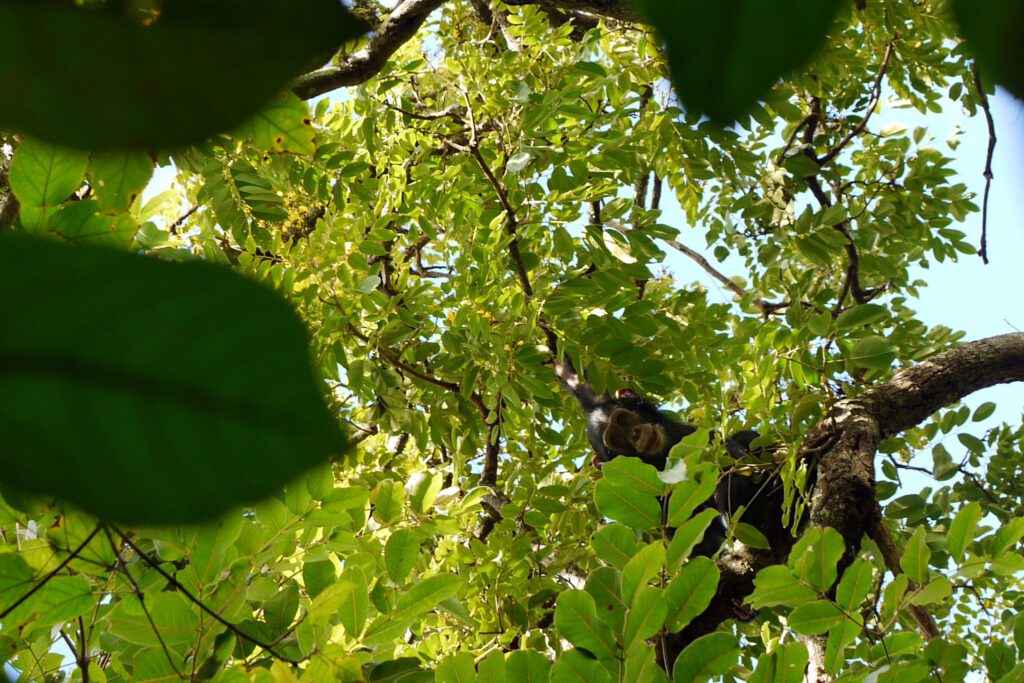 Gombe Stream National Park