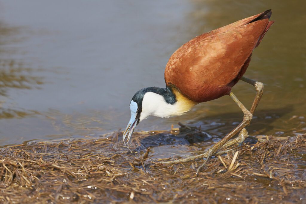 Gonarezhou National Park