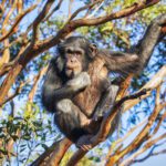 Gorilla and Chimpanzee Safari – 8 days