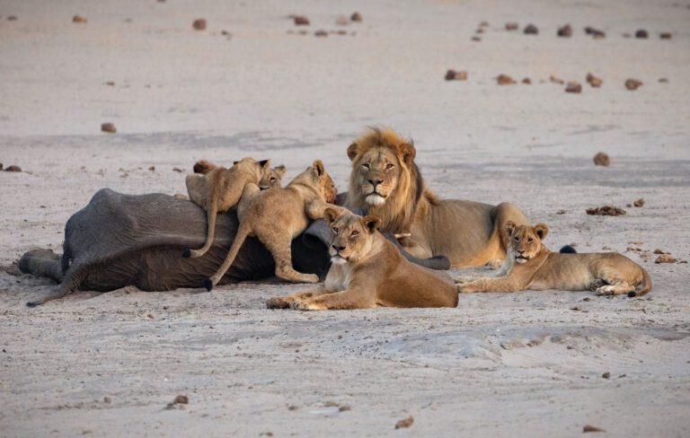 Hwange National Park