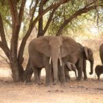 Katavi National Park