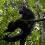 Kibale Forest and Bwindi Impenetrable National Park Expedition – 10 days