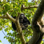 Kibale National Park