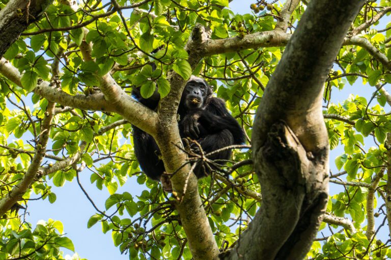 Kibale National Park