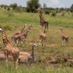 Kidepo Valley National Park
