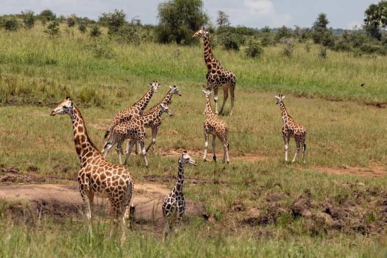 Kidepo Valley National Park